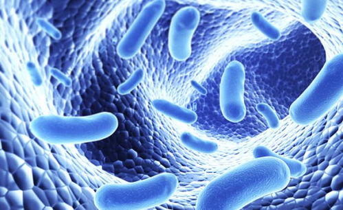 美一項醫(yī)學(xué)研究發(fā)現(xiàn) 微生物群改變可能影響記憶學(xué)習(xí)能力